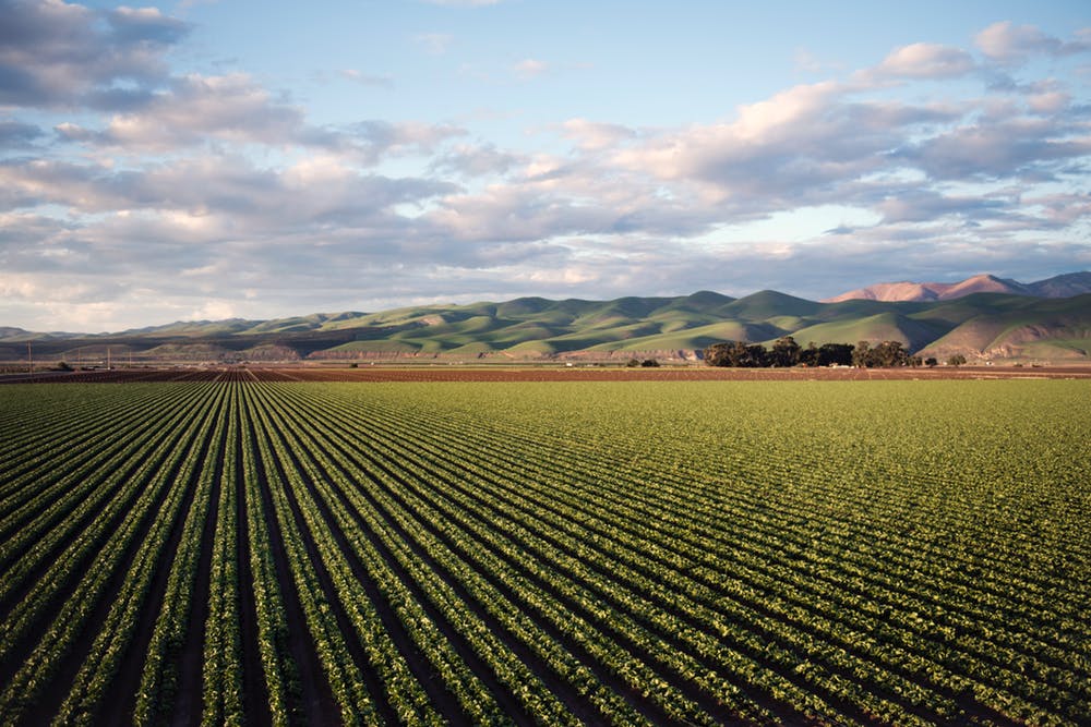 produce farm